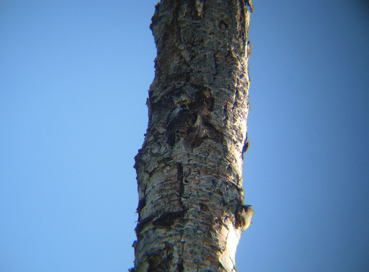 American Three-toed Woodpecker - ML225191451