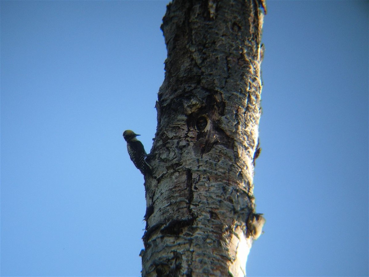 American Three-toed Woodpecker - ML225191461