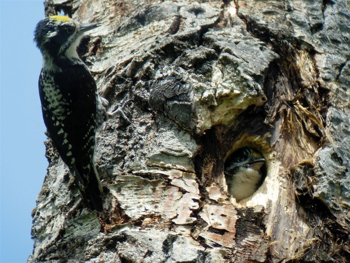 American Three-toed Woodpecker - ML225191471