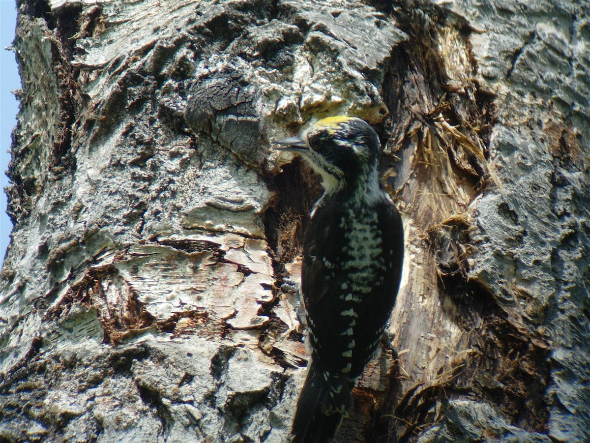 American Three-toed Woodpecker - ML225191481