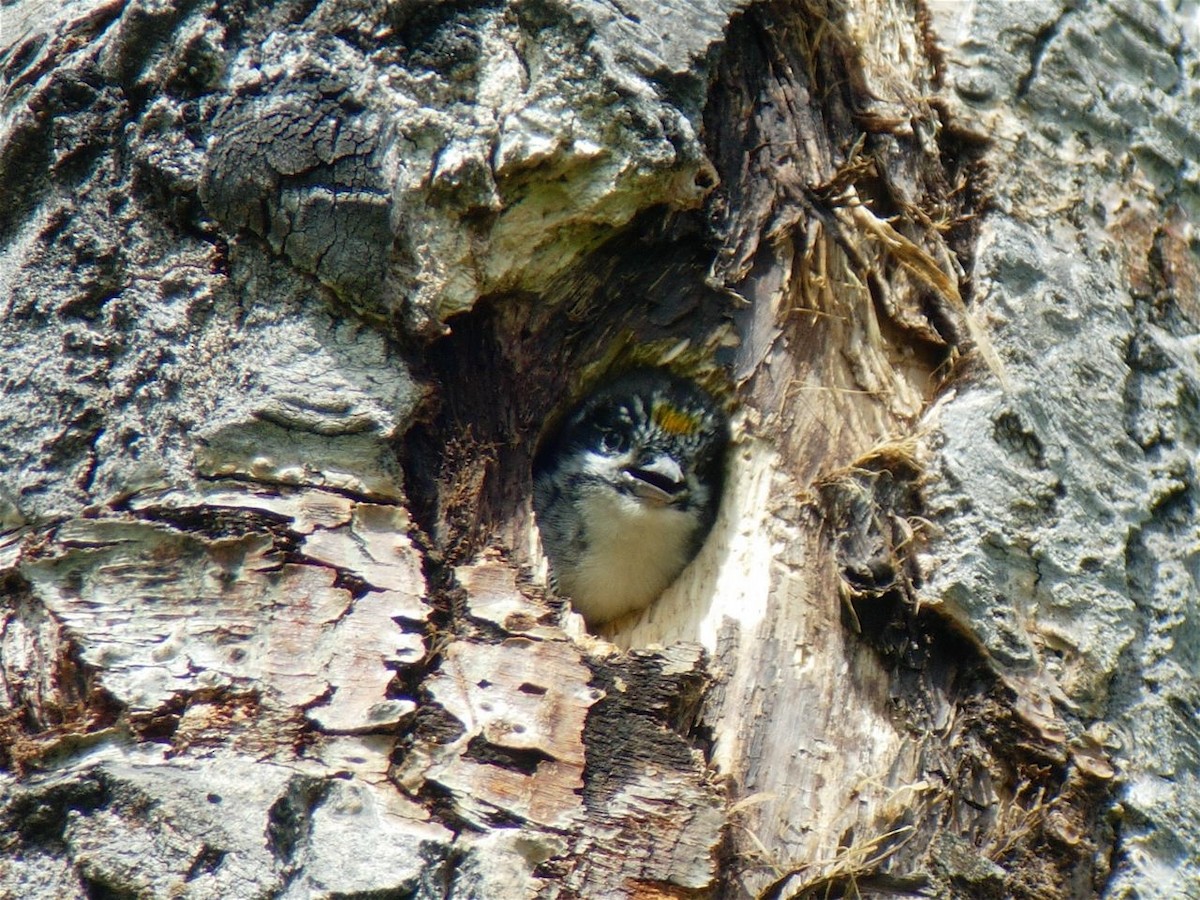American Three-toed Woodpecker - Lisa Welch