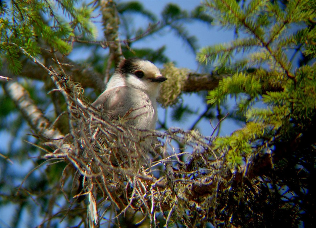 Canada Jay - ML225191641