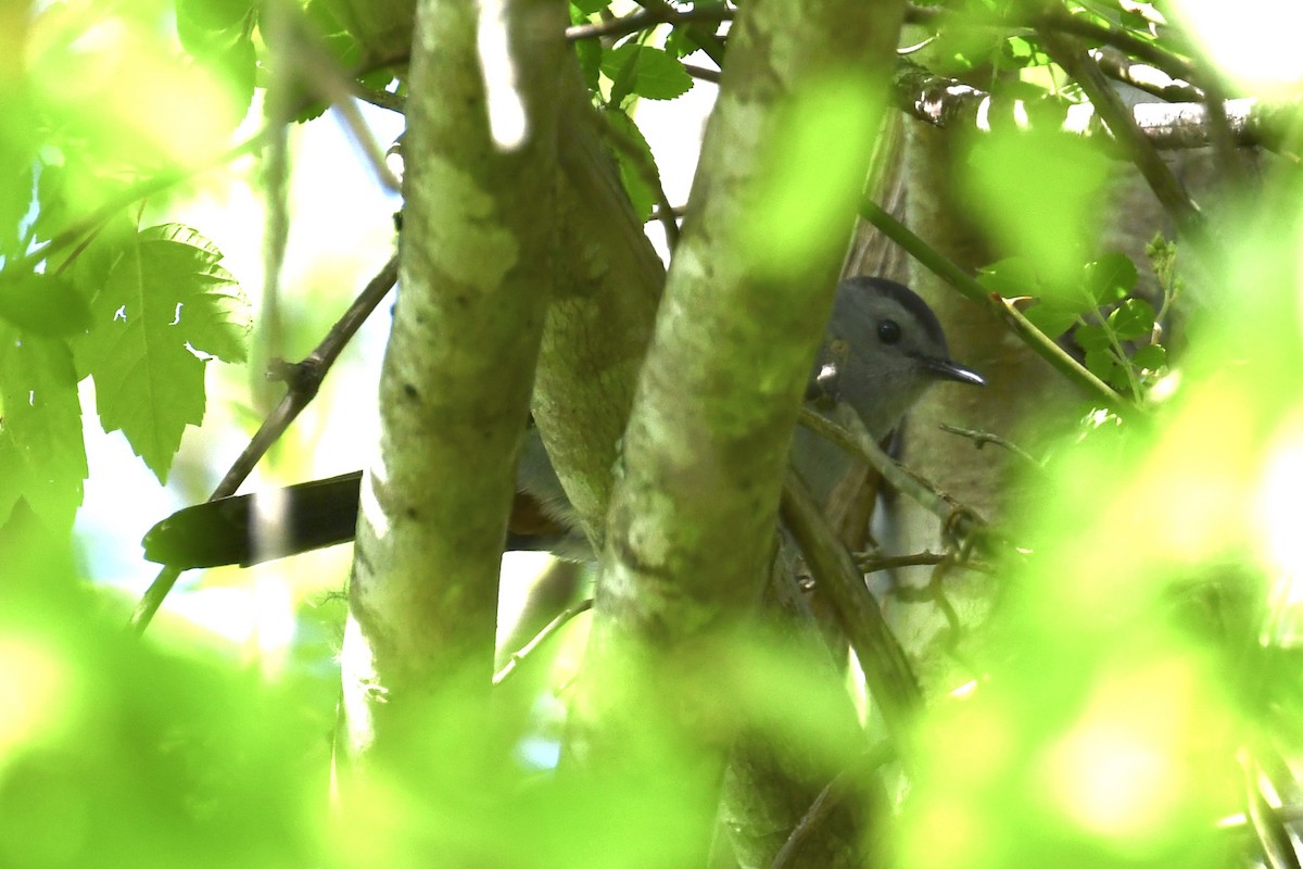 Gray Catbird - ML225191731