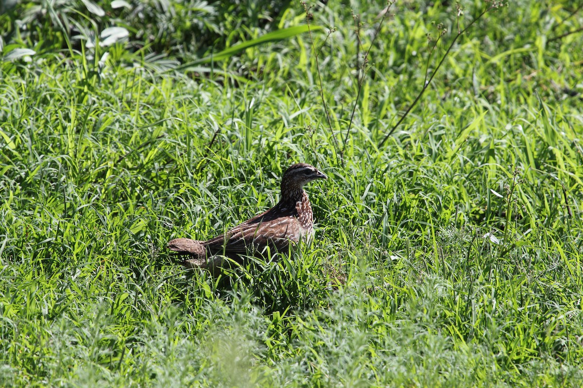 Crested Francolin - ML225192141