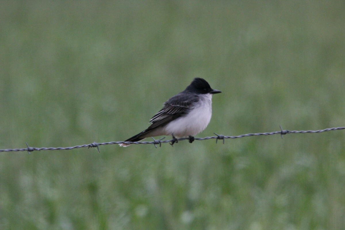 Eastern Kingbird - ML225195301