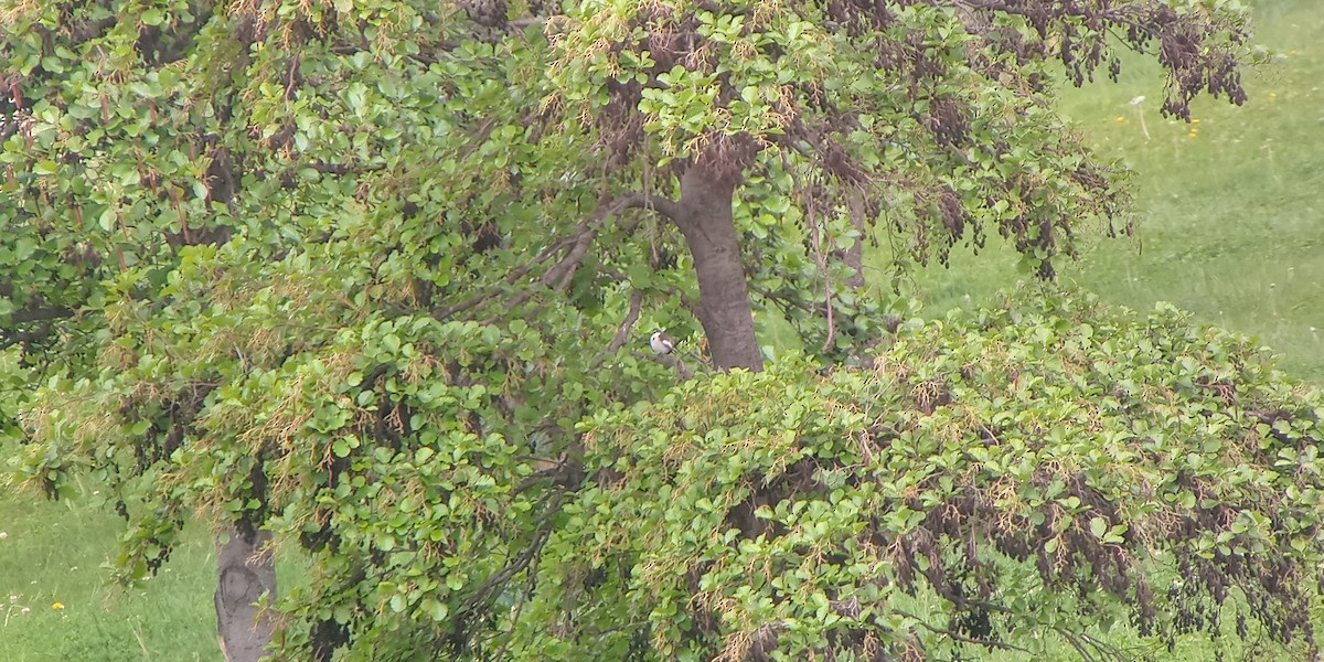 European Pied Flycatcher - ML225195541