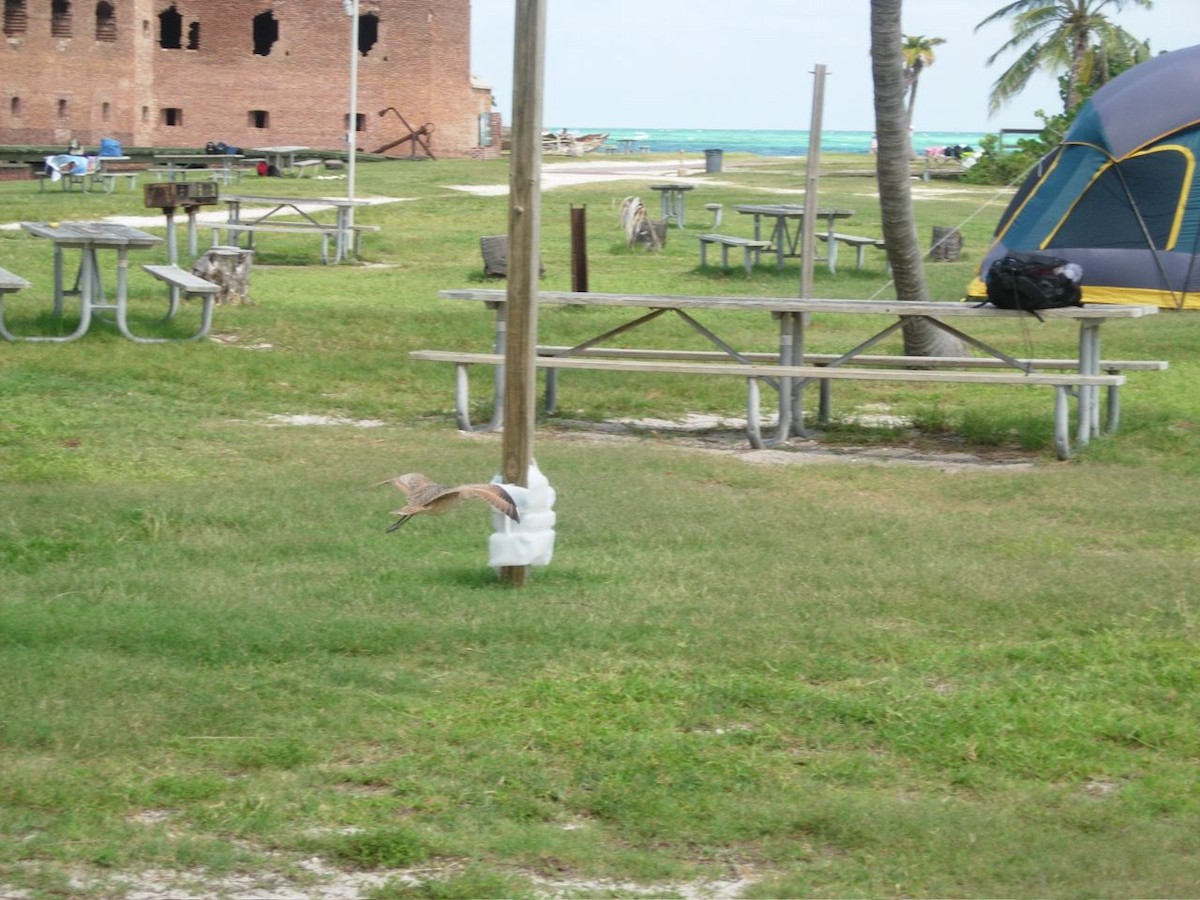 Marbled Godwit - ML225196261