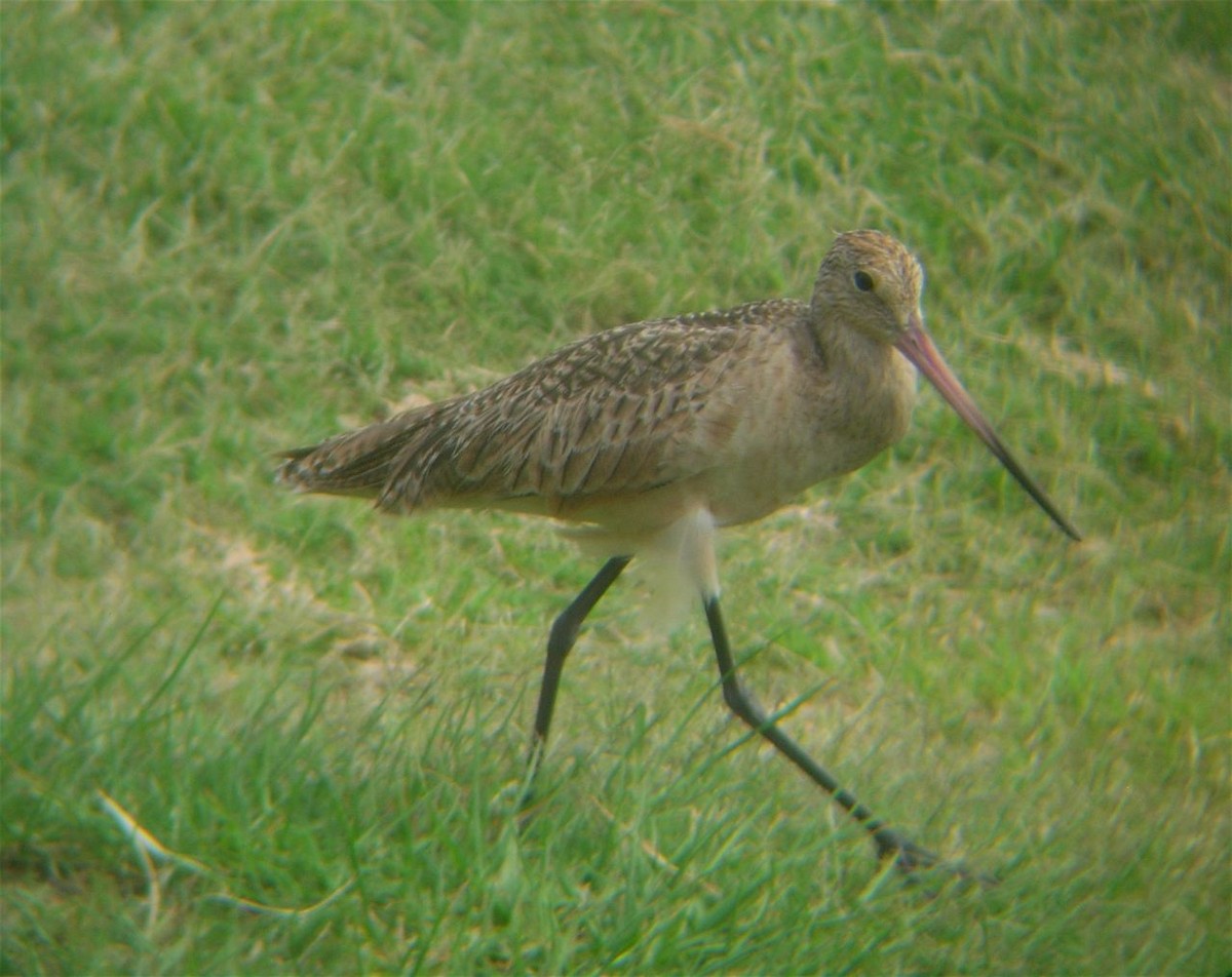 Marbled Godwit - ML225196271