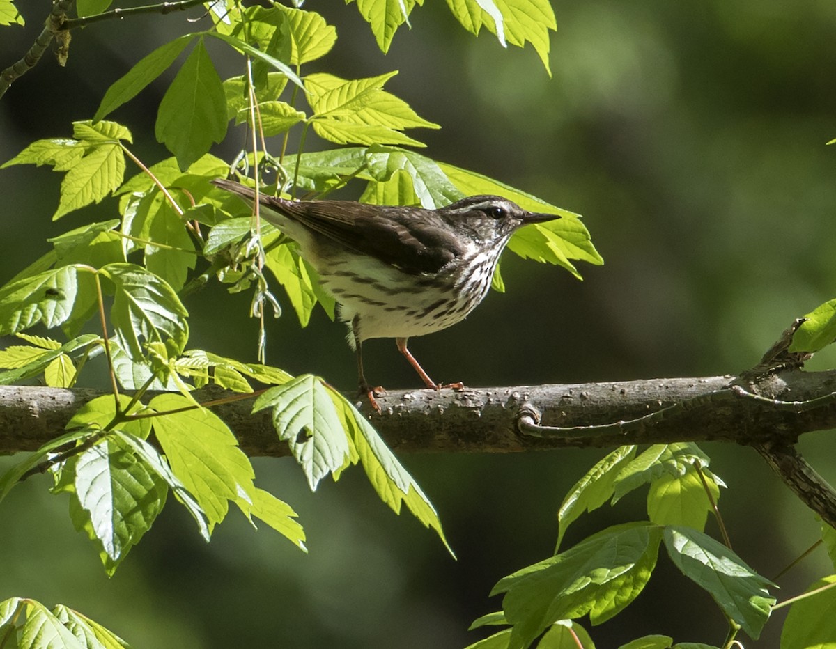 Louisiana Waterthrush - ML225196891