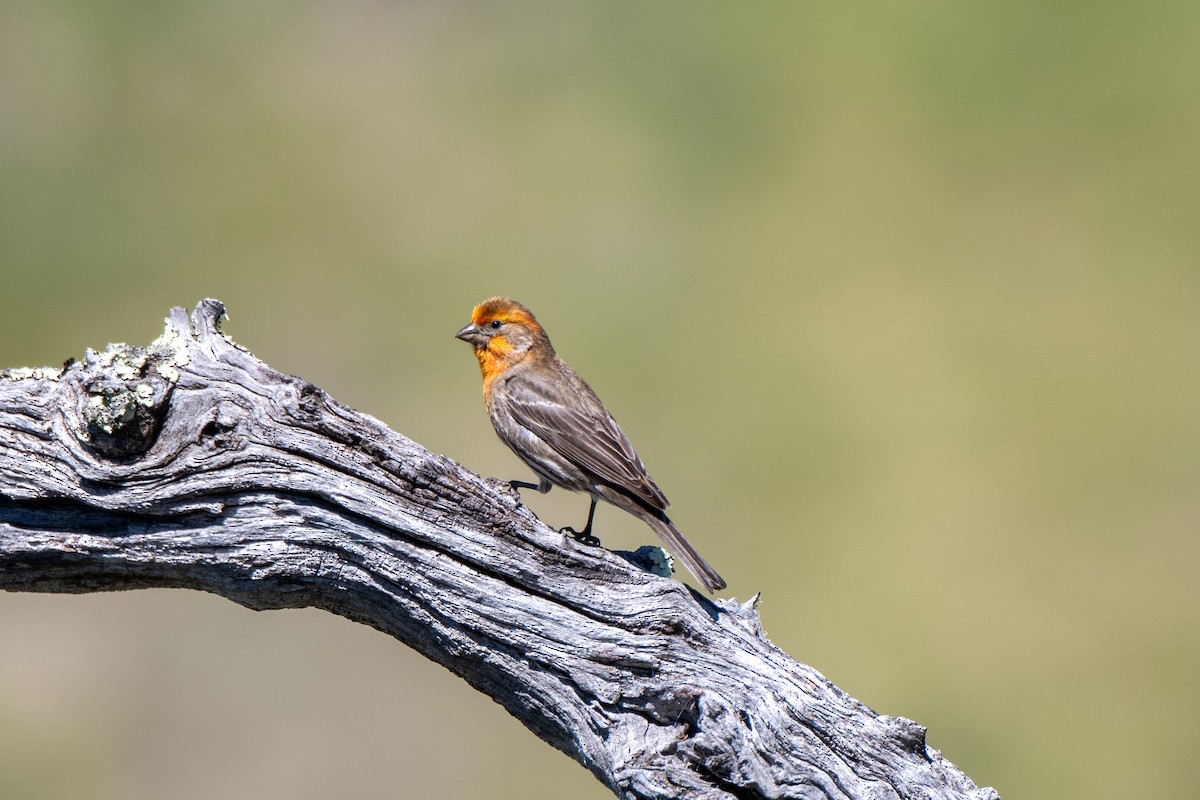 House Finch - ML225197191