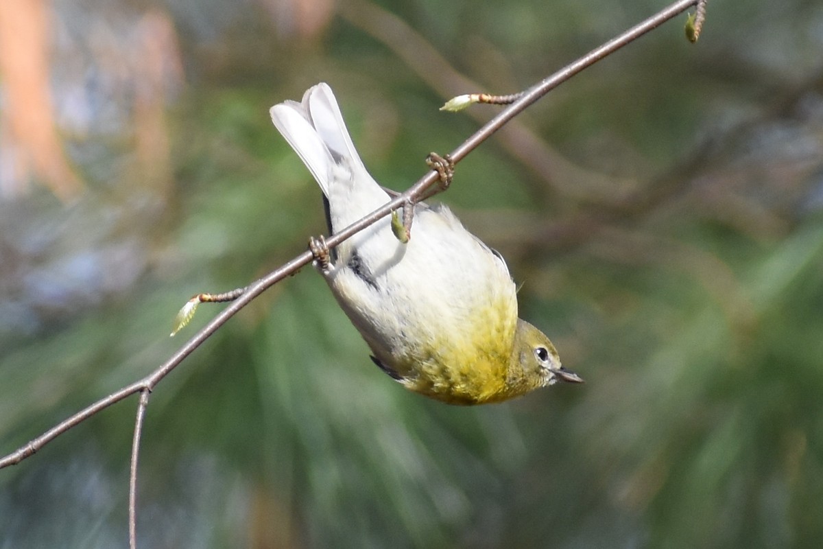 Pine Warbler - ML225197591