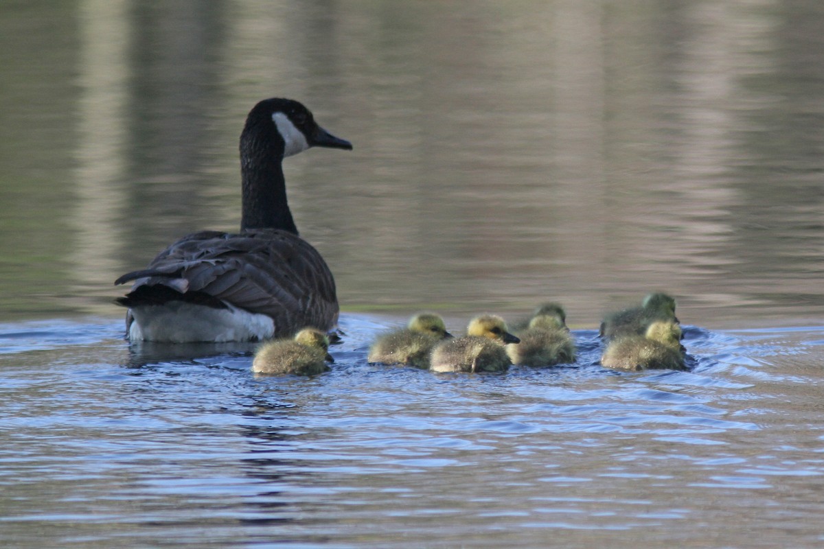 Canada Goose - Larry Therrien