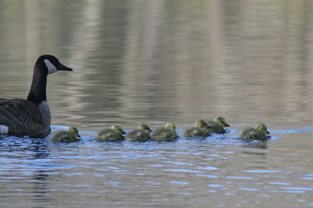 Canada Goose - ML225198341