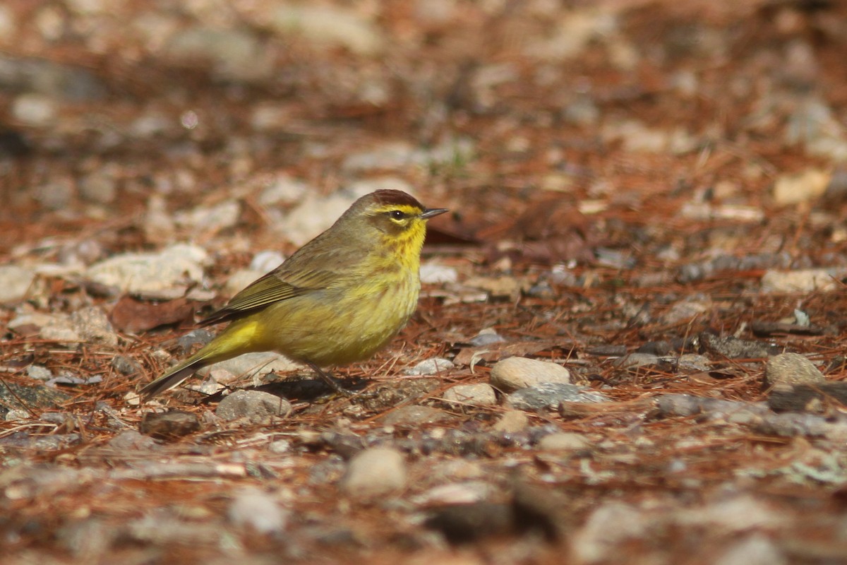 Reinita Palmera (hypochrysea) - ML225198531