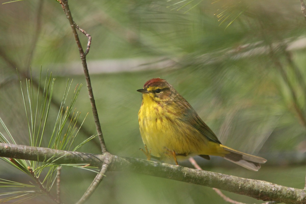 Palm Warbler (Yellow) - ML225198541