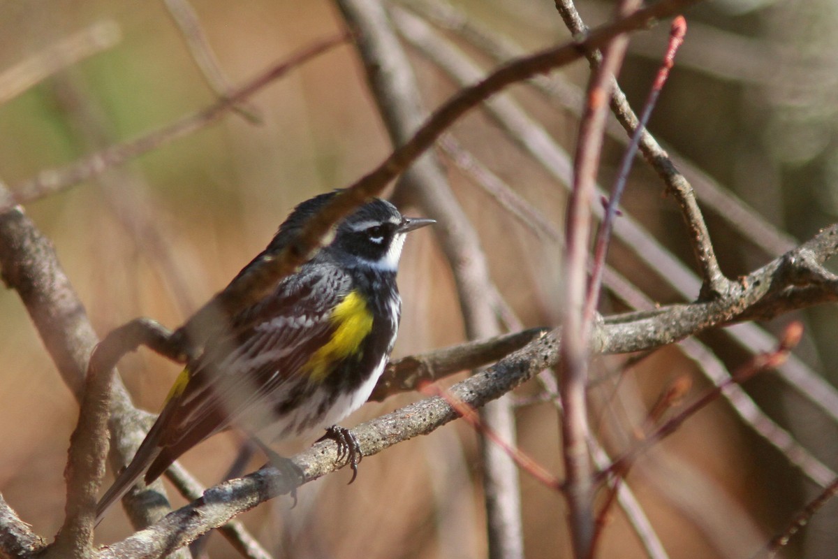 Yellow-rumped Warbler (Myrtle) - ML225198561