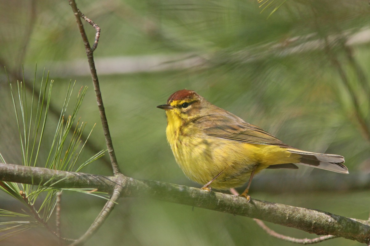 Palm Warbler (Yellow) - ML225198581