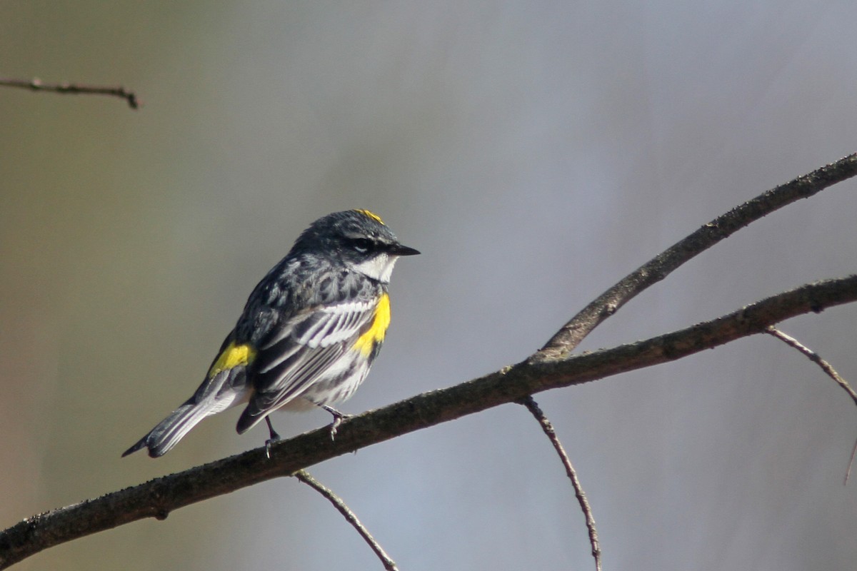 Yellow-rumped Warbler (Myrtle) - Larry Therrien