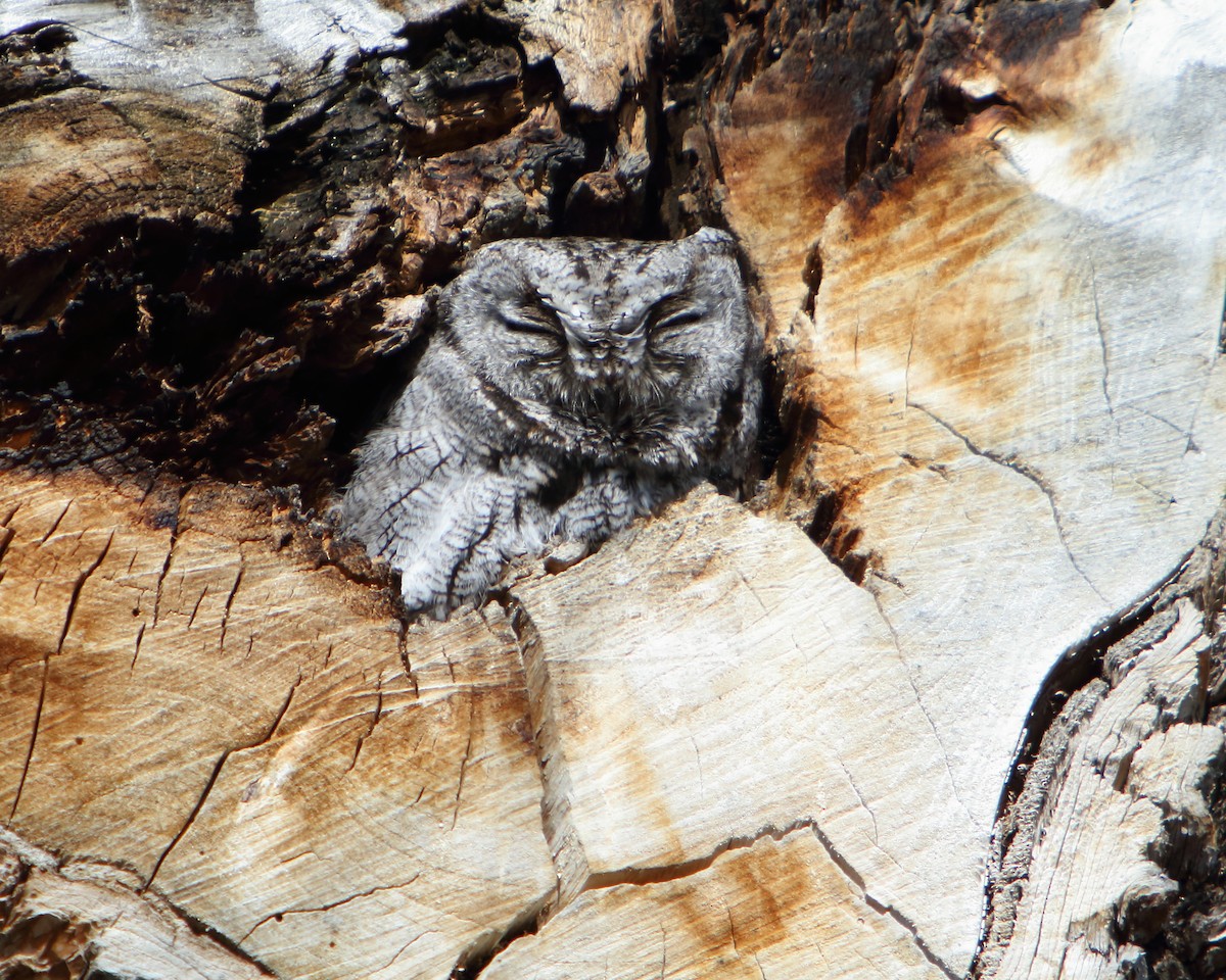 Western Screech-Owl - ML225198791