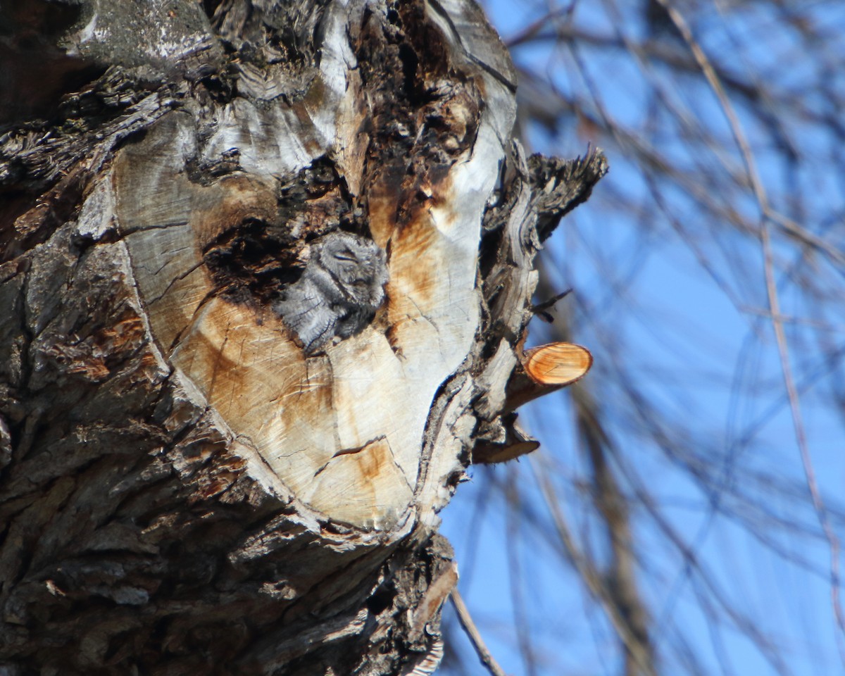 Western Screech-Owl - ML225198901