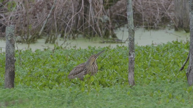 Butor d'Amérique - ML225200311