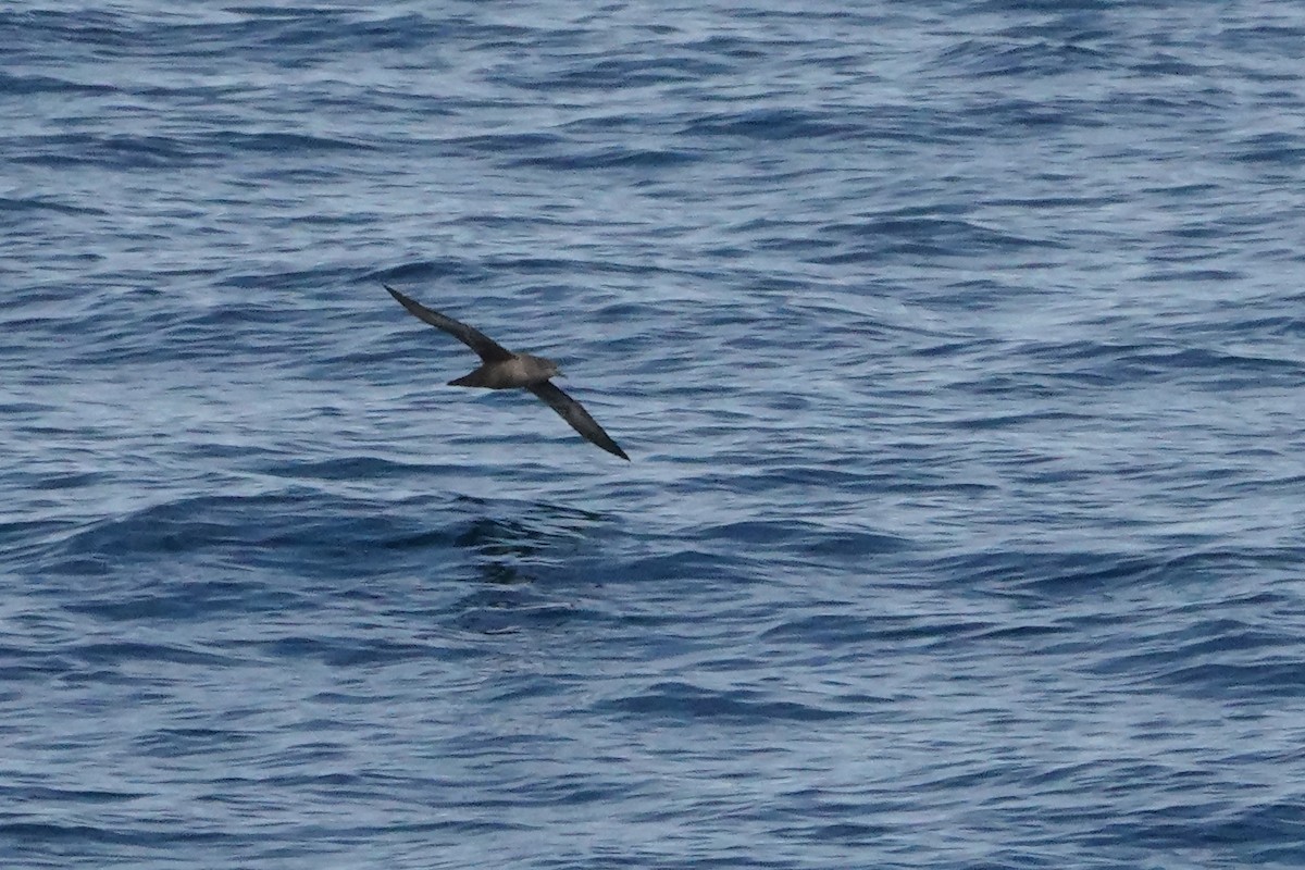 Sooty Shearwater - ML225201231