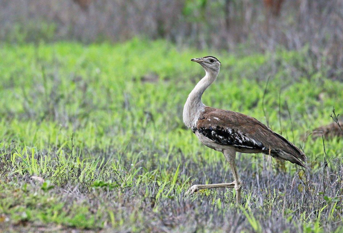 Australian Bustard - ML22520361