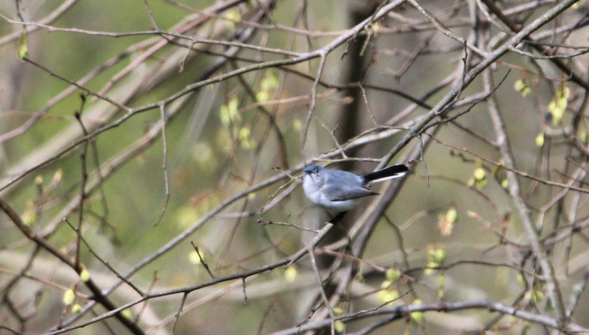 Blue-gray Gnatcatcher - ML225203741