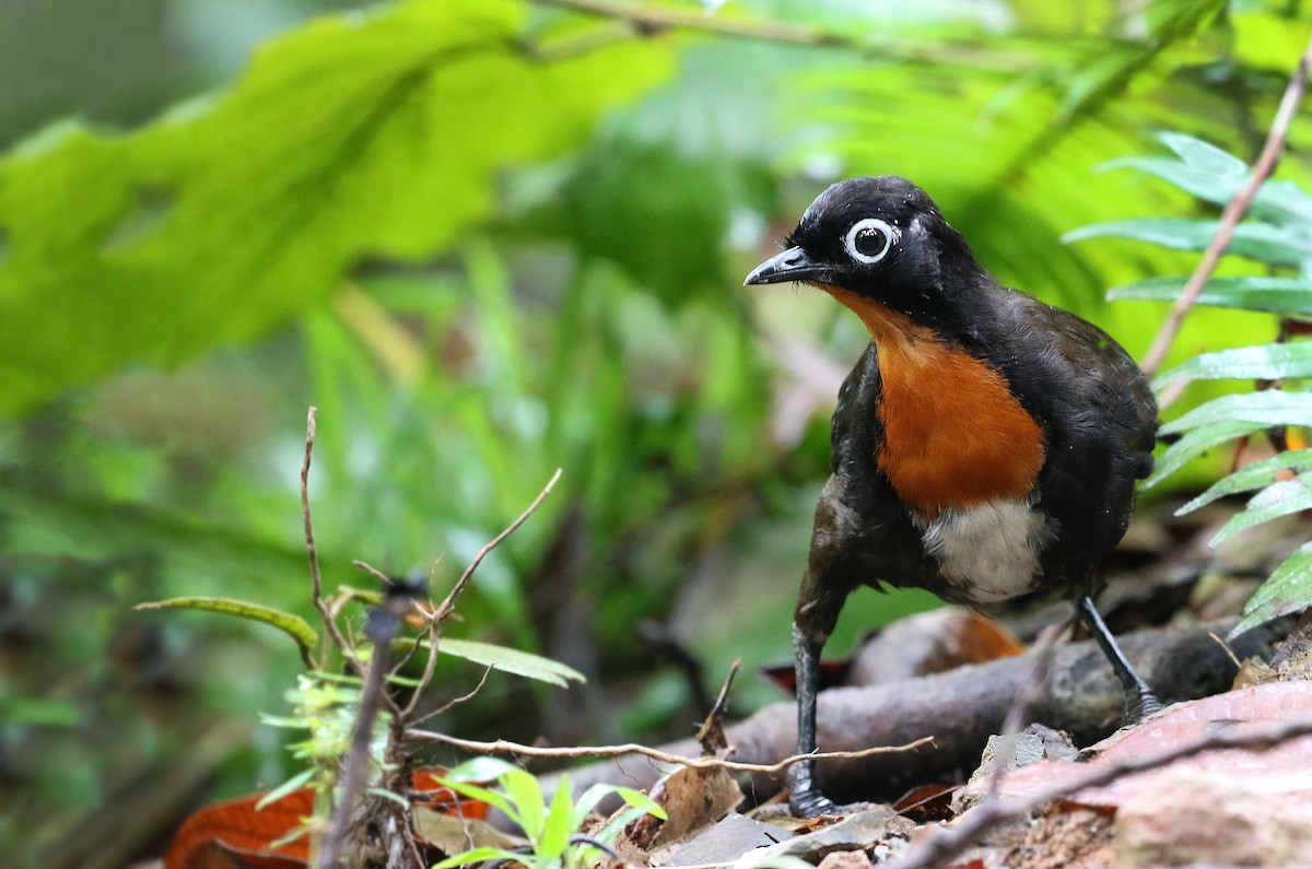 Chowchilla - Andrew Spencer