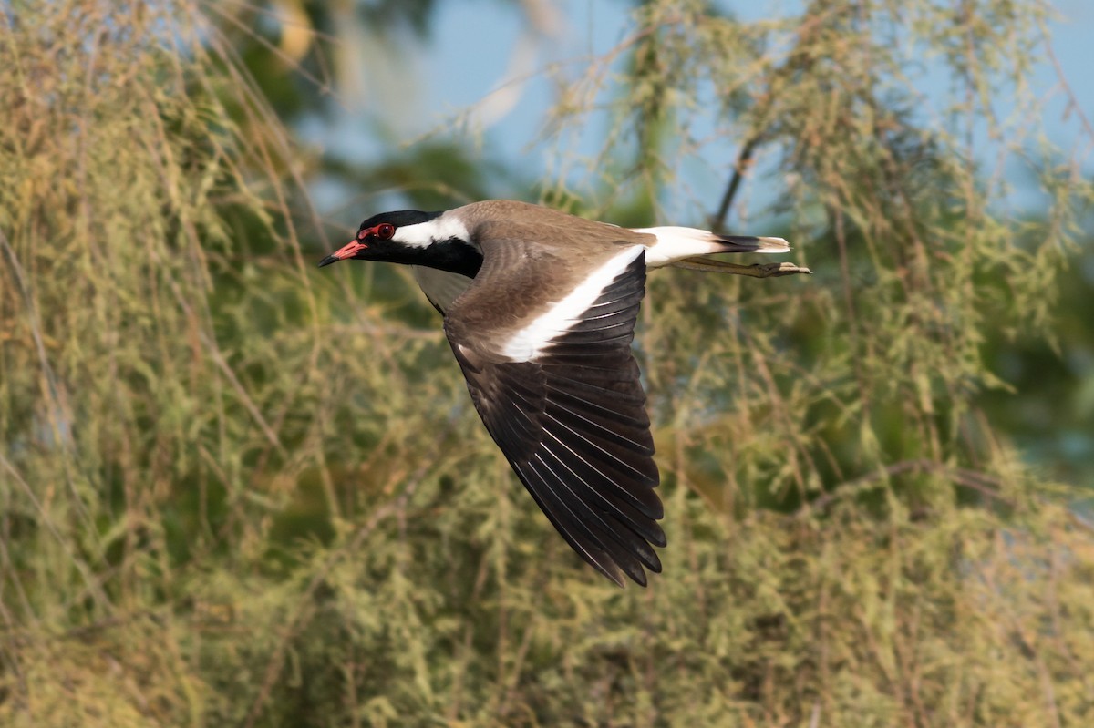 Red-wattled Lapwing - Markus Craig