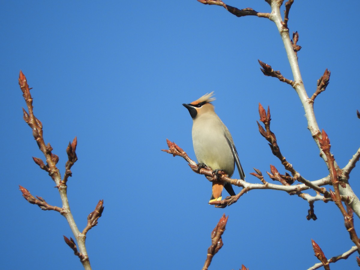 Bohemian Waxwing - ML225205311