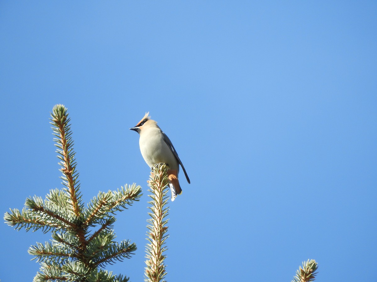 Bohemian Waxwing - ML225205321