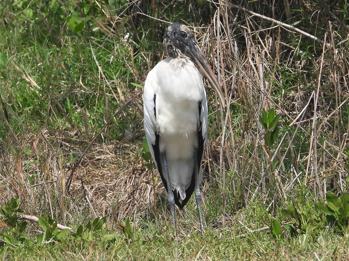 Wood Stork - ML225205691