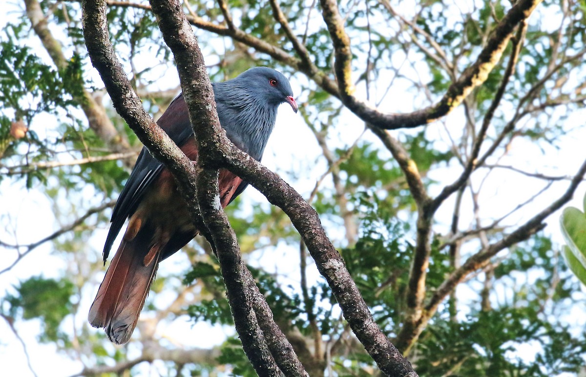 New Caledonian Imperial-Pigeon - Andrew Spencer