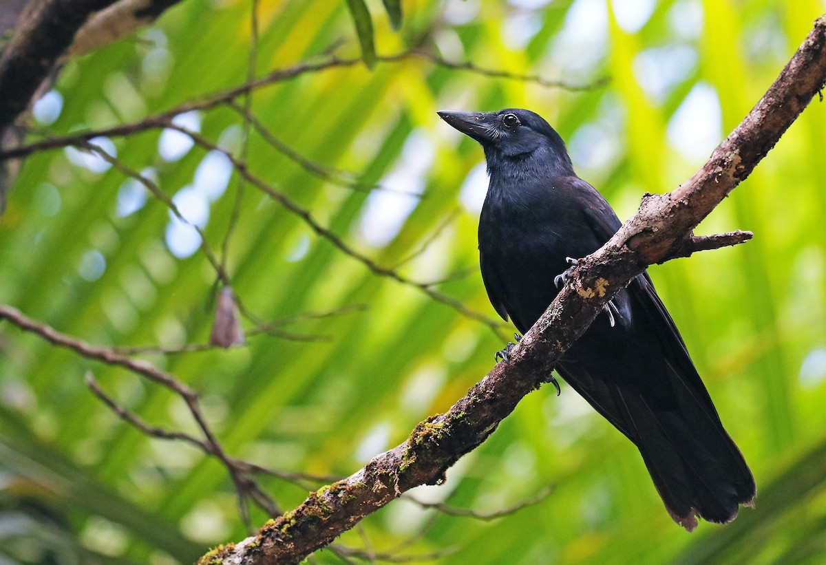 New Caledonian Crow - Andrew Spencer