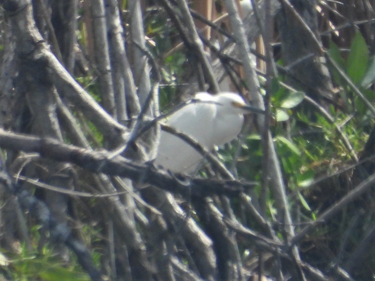 Snowy Egret - ML225206411