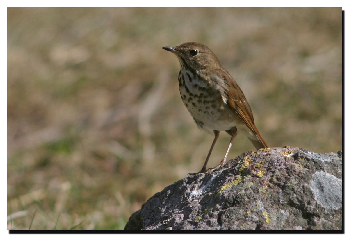 Hermit Thrush - ML225206431