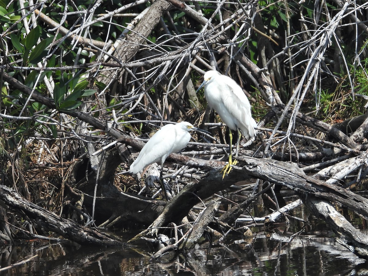 Snowy Egret - ML225206441