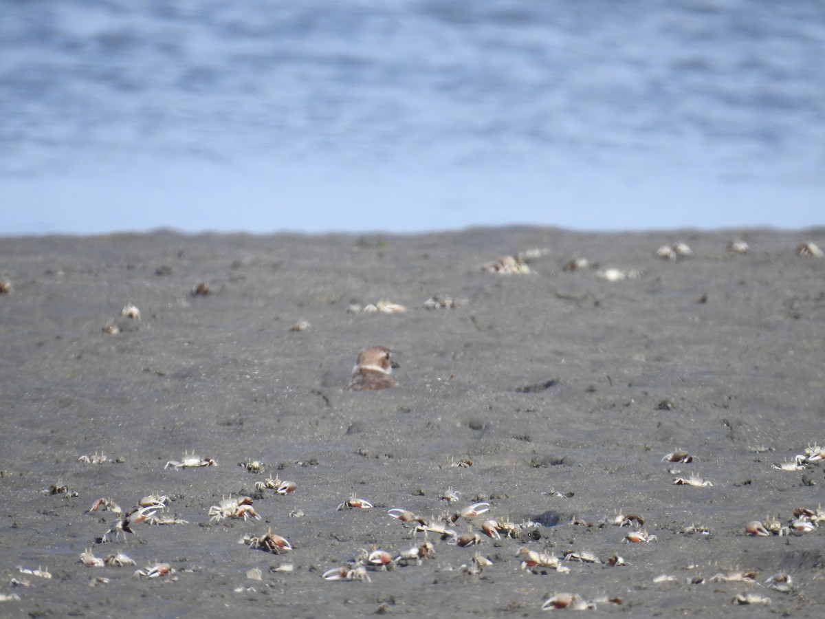 Wilson's Plover - ML225207331