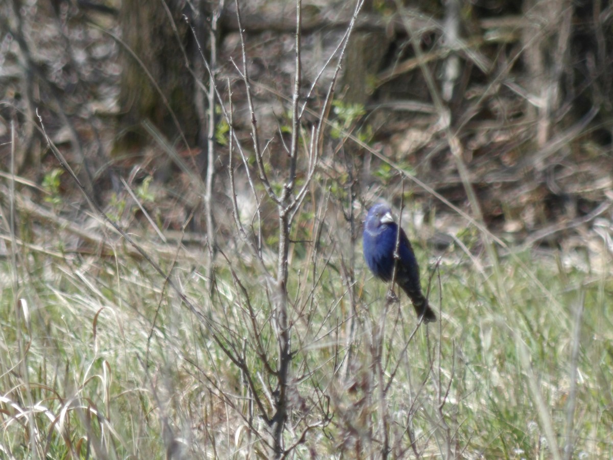 Indigofink - ML225207471