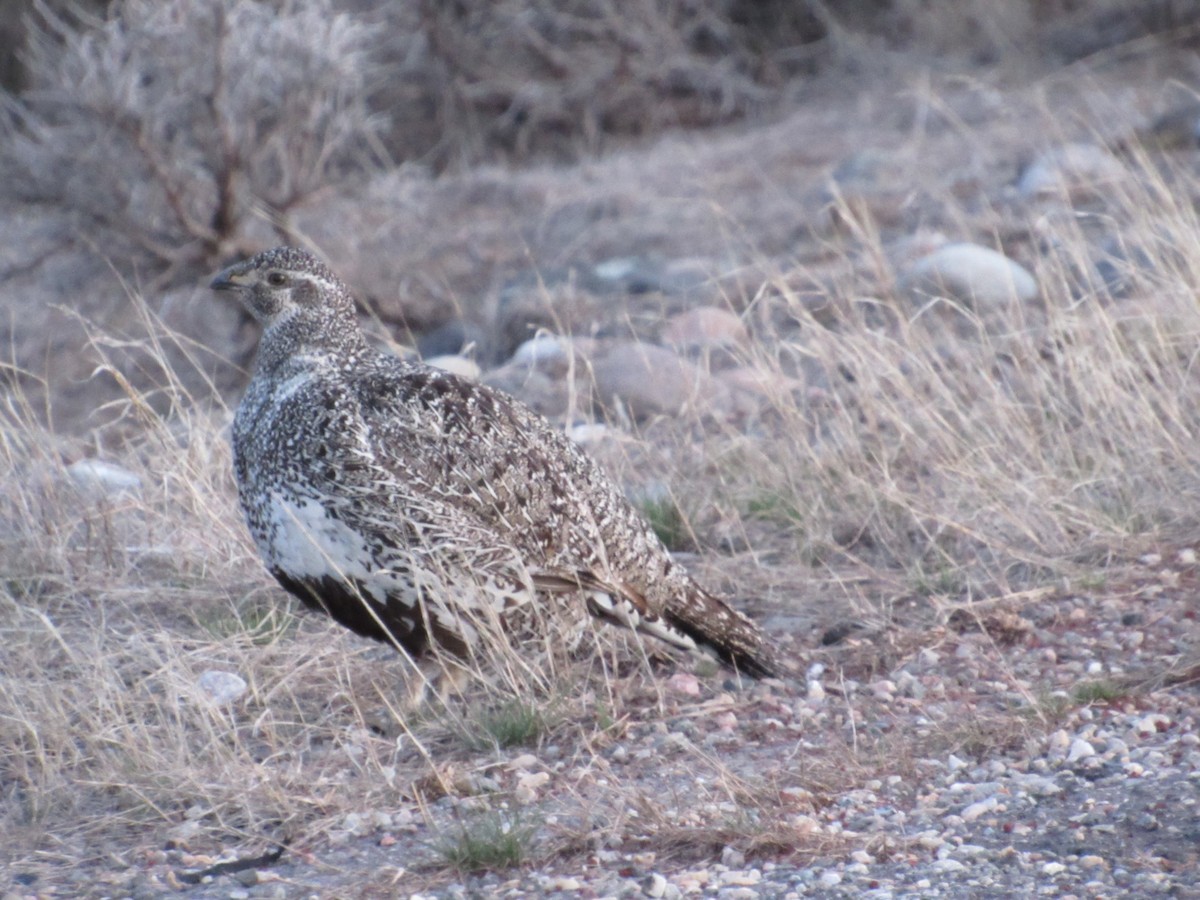 Gallo de las Artemisas Grande - ML225207951