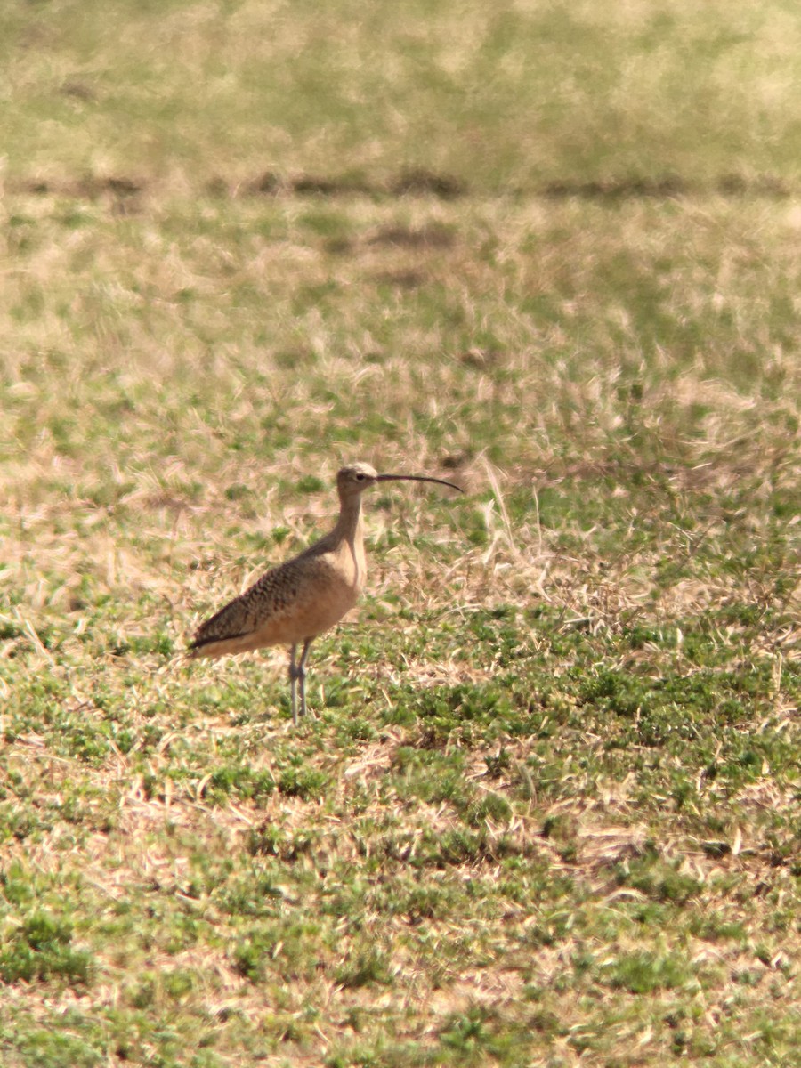 Rostbrachvogel - ML225208721