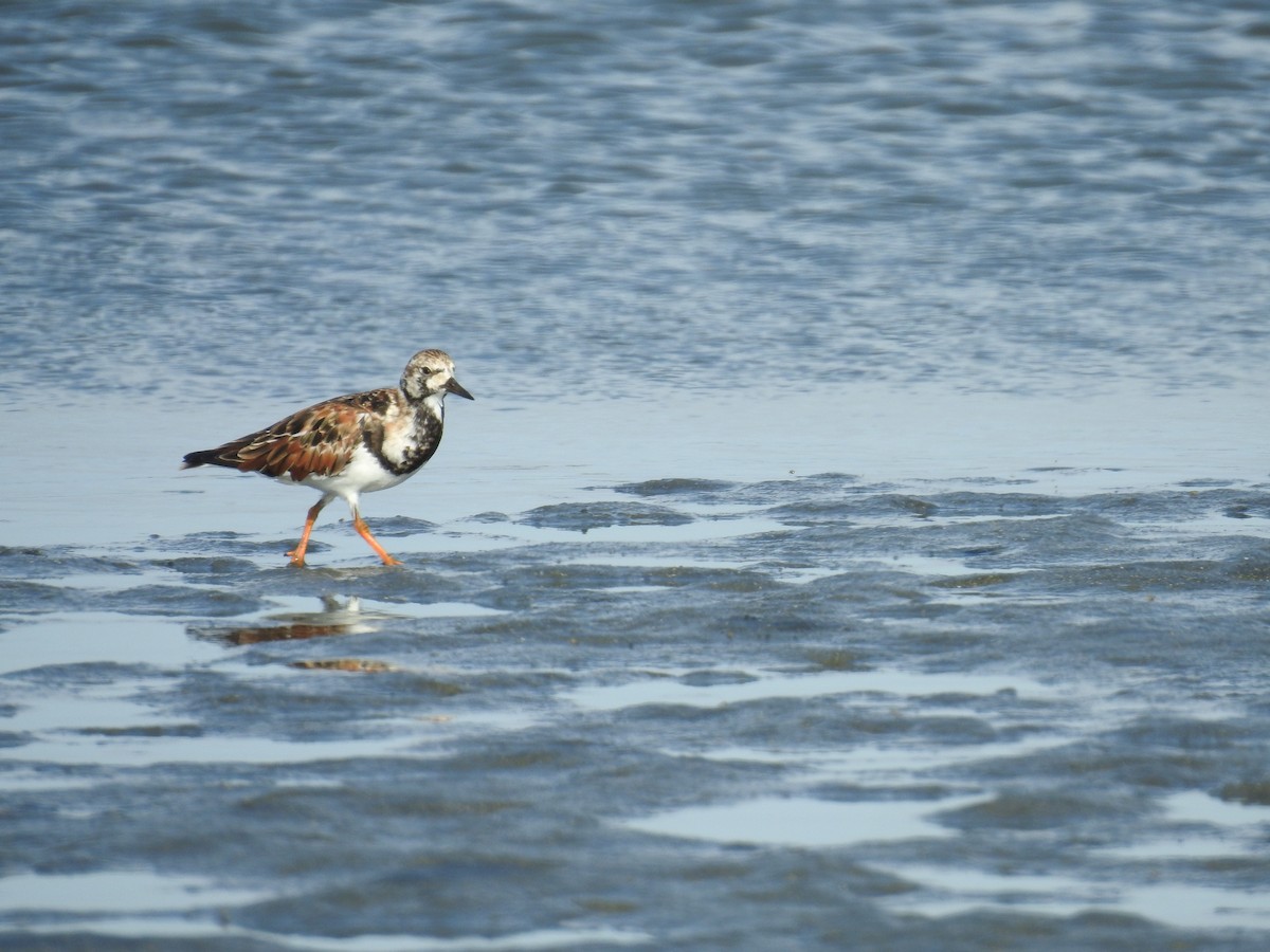 Ruddy Turnstone - ML225209411