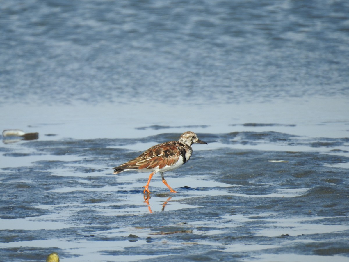 Ruddy Turnstone - ML225209571