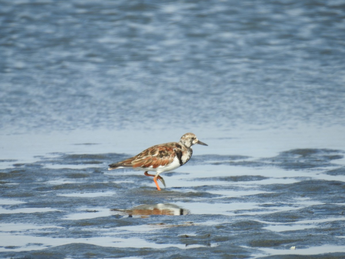 Ruddy Turnstone - ML225209621