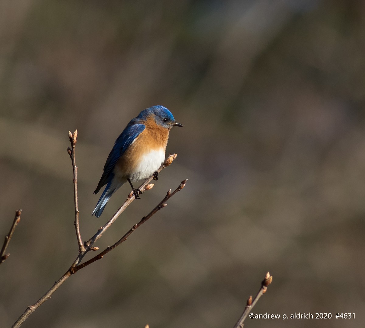 Eastern Bluebird - ML225210221