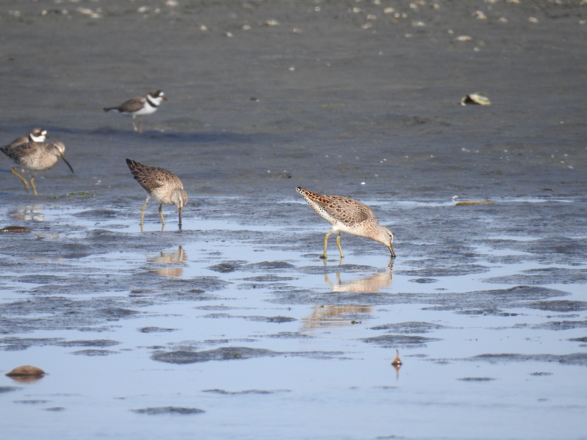 Short-billed Dowitcher - ML225210361