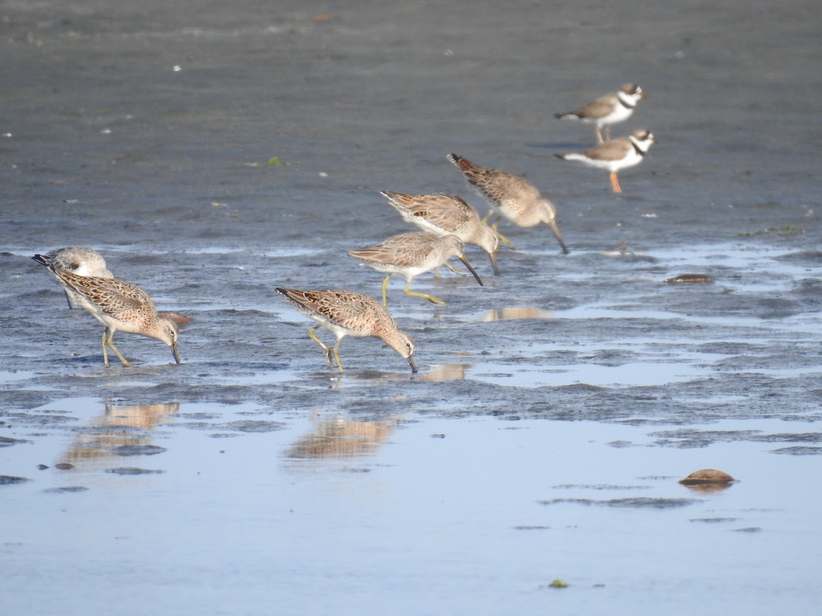 Short-billed Dowitcher - ML225210371