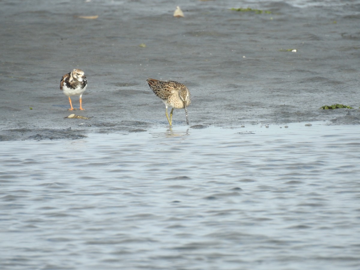 Short-billed Dowitcher - ML225210751