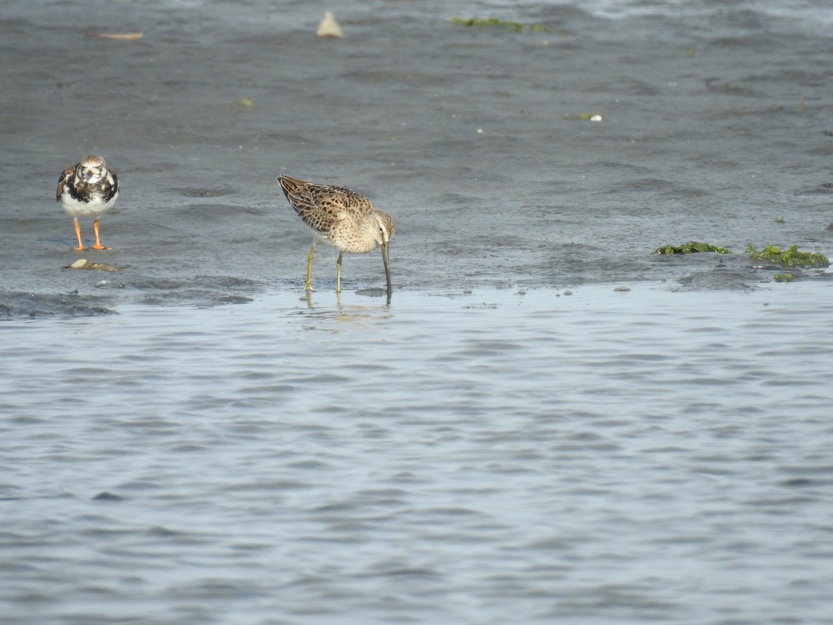 Short-billed Dowitcher - ML225210801